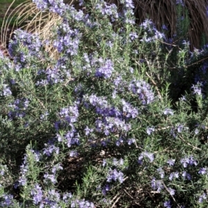 Rosmarinus officinalis at Albury, NSW - 29 Aug 2024