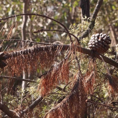 Pinus radiata (Monterey or Radiata Pine) at O'Connor, ACT - 29 Aug 2024 by ConBoekel