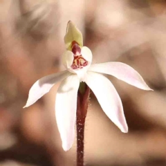 Caladenia fuscata (Dusky Fingers) at O'Connor, ACT - 29 Aug 2024 by ConBoekel