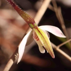 Caladenia fuscata at O'Connor, ACT - suppressed