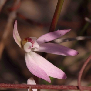 Caladenia fuscata at O'Connor, ACT - 29 Aug 2024