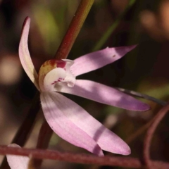 Caladenia fuscata at O'Connor, ACT - 29 Aug 2024