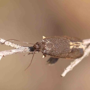 Leistomorpha brontoscopa at O'Connor, ACT - 29 Aug 2024 12:19 PM