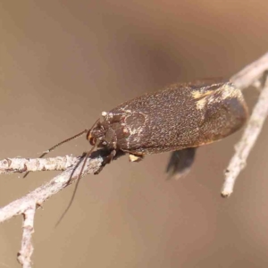 Leistomorpha brontoscopa at O'Connor, ACT - 29 Aug 2024