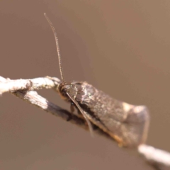 Leistomorpha brontoscopa at O'Connor, ACT - 29 Aug 2024