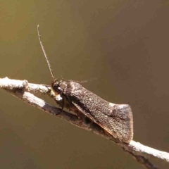 Leistomorpha brontoscopa at O'Connor, ACT - 29 Aug 2024 12:19 PM