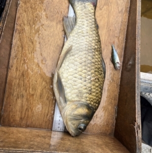 Cyprinus carpio/Carassius auratus hybrid at Fyshwick, ACT - 18 Jan 2024 08:34 AM