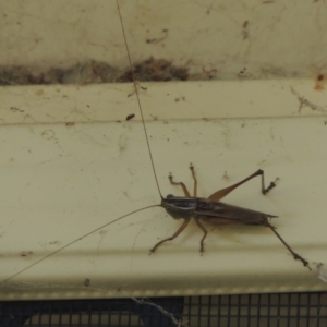 Conocephalus semivittatus at Conder, ACT - 23 Jan 2024 06:00 PM