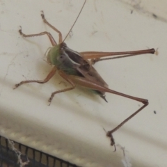 Conocephalus semivittatus at Conder, ACT - 23 Jan 2024 06:00 PM