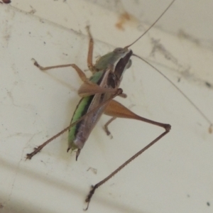 Conocephalus semivittatus at Conder, ACT - 23 Jan 2024 06:00 PM