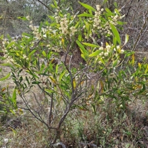 Acacia melanoxylon at Fadden, ACT - 30 Aug 2024