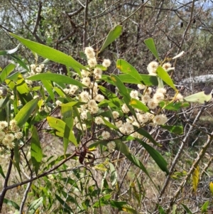 Acacia melanoxylon at Fadden, ACT - 30 Aug 2024