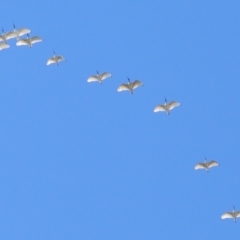 Threskiornis molucca (Australian White Ibis) at Tahmoor, NSW - 29 Aug 2024 by Freebird