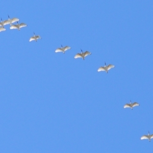 Threskiornis molucca at Tahmoor, NSW - 29 Aug 2024