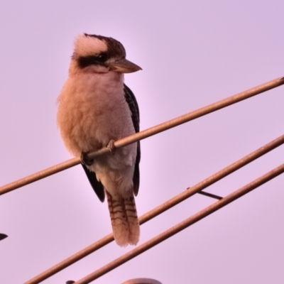 Dacelo novaeguineae (Laughing Kookaburra) at Tahmoor, NSW - 27 Aug 2024 by Freebird