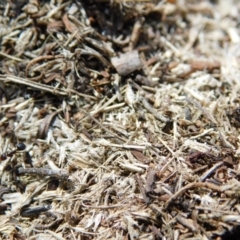 Papyrius nitidus at Symonston, ACT - suppressed