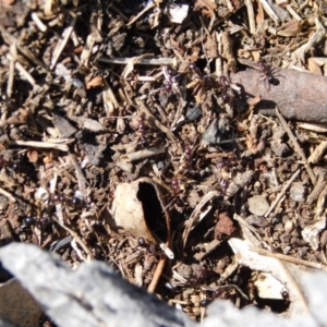 Papyrius nitidus at Symonston, ACT - suppressed