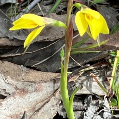 Diuris chryseopsis (Golden Moth) at Hall, ACT - 30 Aug 2024 by strigo