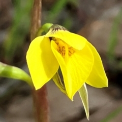 Diuris chryseopsis at Hall, ACT - suppressed