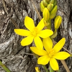 Bulbine bulbosa (Golden Lily, Bulbine Lily) at Hall, ACT - 30 Aug 2024 by strigo