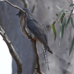 Cacomantis flabelliformis (Fan-tailed Cuckoo) at Hall, ACT - 30 Aug 2024 by Anna123