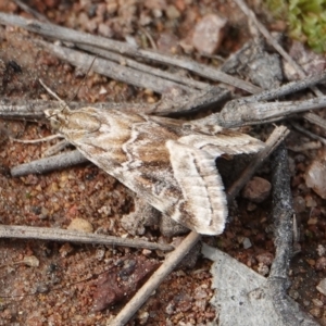 Hellula hydralis at Hall, ACT - 30 Aug 2024 12:08 PM