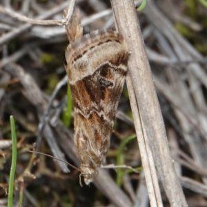 Hellula hydralis at Hall, ACT - 30 Aug 2024