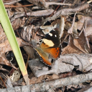 Vanessa itea at Downer, ACT - 30 Aug 2024