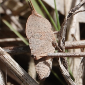 Goniaea australasiae at Hall, ACT - 30 Aug 2024 11:34 AM