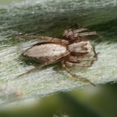 Oxyopes (genus) (Lynx spider) at Hall, ACT - 29 Aug 2024 by Anna123
