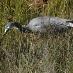 Egretta novaehollandiae (White-faced Heron) at Hall, ACT - 29 Aug 2024 by Anna123