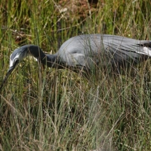 Egretta novaehollandiae at Hall, ACT - 29 Aug 2024