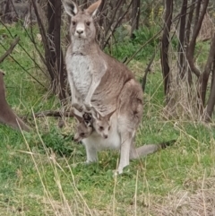 Macropus giganteus (Eastern Grey Kangaroo) at Lyons, ACT - 30 Aug 2024 by jmcleod