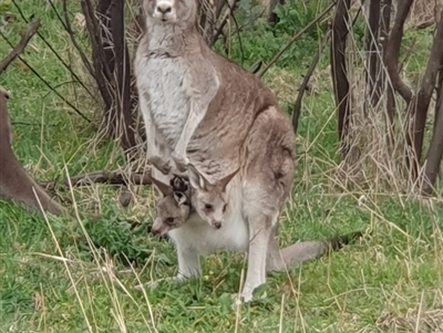 Macropus giganteus (Eastern Grey Kangaroo) at Lyons, ACT - 29 Aug 2024 by jmcleod