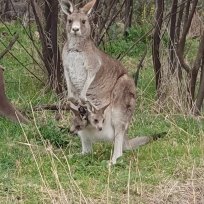 Macropus giganteus (Eastern Grey Kangaroo) at Lyons, ACT - 29 Aug 2024 by jmcleod