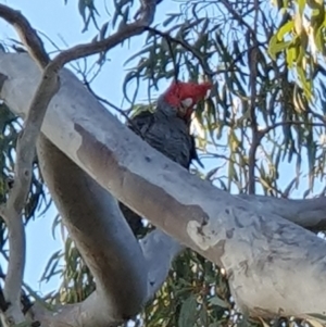 Callocephalon fimbriatum at Lyons, ACT - 29 Aug 2024