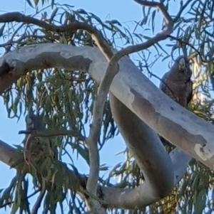 Callocephalon fimbriatum at Lyons, ACT - 29 Aug 2024