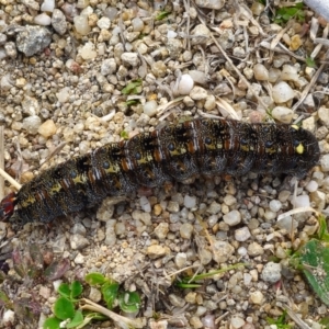 Apina callisto at Chapman, ACT - 30 Aug 2024 10:13 AM