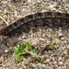 Apina callisto at Chapman, ACT - 30 Aug 2024 10:13 AM