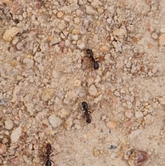 Papyrius sp. (genus) at O'Malley, ACT - suppressed