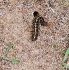 Apina callisto (Pasture Day Moth) at O'Malley, ACT - 30 Aug 2024 by Mike