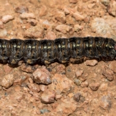 Apina callisto (Pasture Day Moth) at Namarag NR - 30 Aug 2024 by AlisonMilton