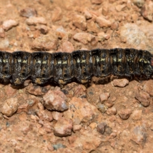 Apina callisto at Whitlam, ACT - 30 Aug 2024