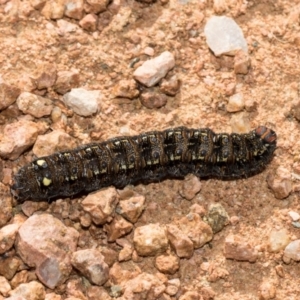 Apina callisto at Whitlam, ACT - 30 Aug 2024 11:32 AM