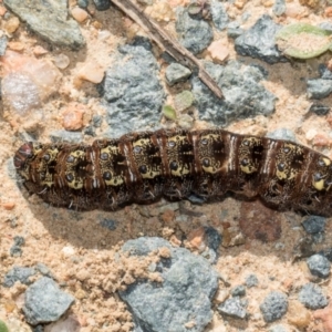 Apina callisto at Whitlam, ACT - 30 Aug 2024