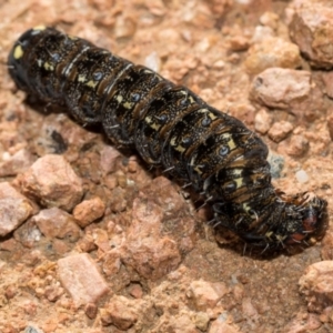 Apina callisto at Whitlam, ACT - 30 Aug 2024