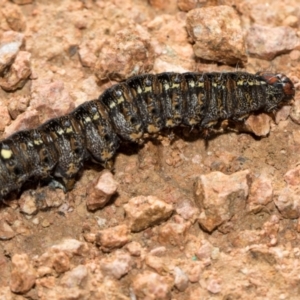 Apina callisto at Whitlam, ACT - 30 Aug 2024 11:32 AM