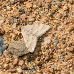 Scopula rubraria (Reddish Wave, Plantain Moth) at Namarag NR - 30 Aug 2024 by AlisonMilton