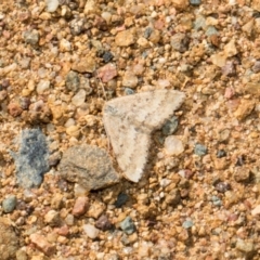 Scopula rubraria at Whitlam, ACT - 30 Aug 2024 12:18 PM