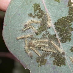 Uraba lugens (Gumleaf Skeletonizer) at Namarag NR - 30 Aug 2024 by AlisonMilton